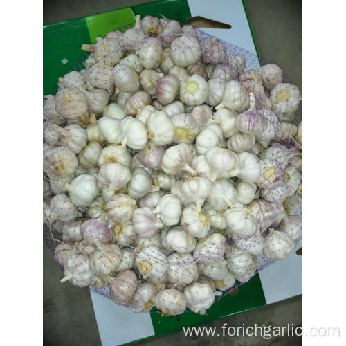 2019 Normal White Garlic New